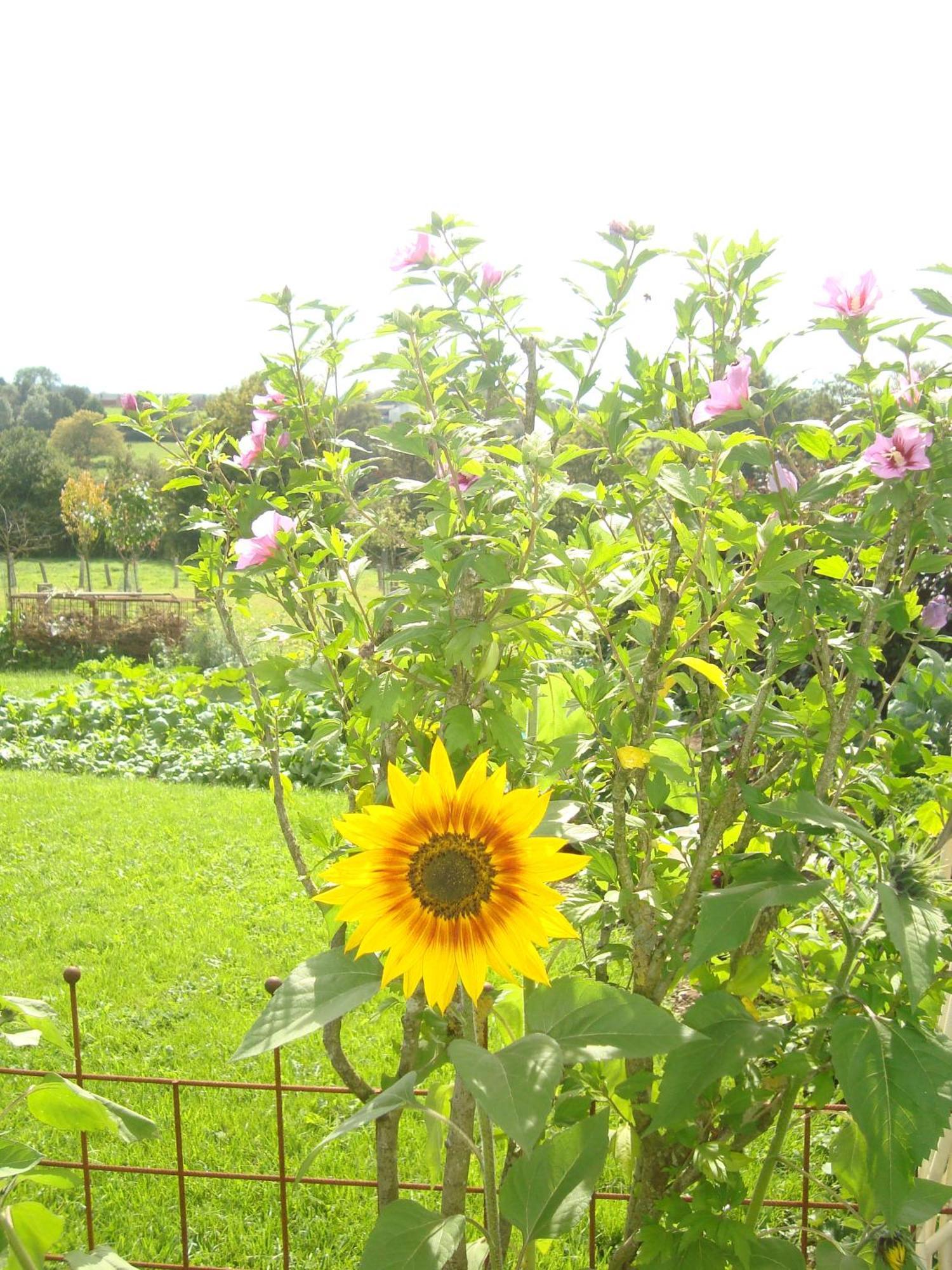 B&B Le Perchoir Libin Buitenkant foto